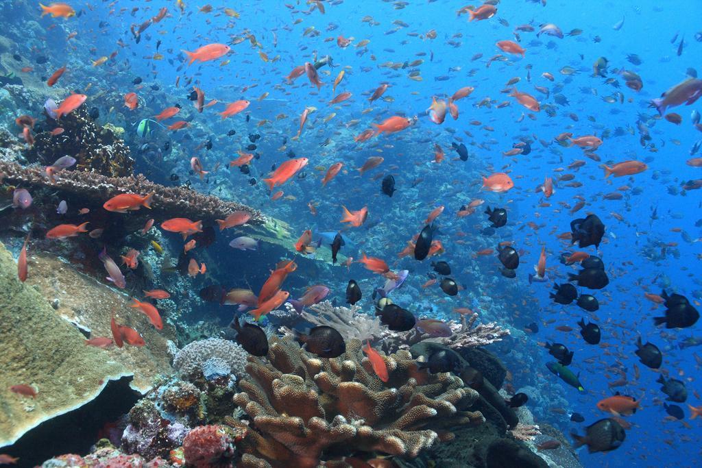 Garuda Hostel & Accomodation Nusa Penida Toyapakeh Dış mekan fotoğraf
